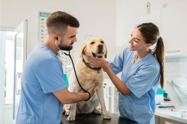 Plano de Saúde PET Como escolher o melhor